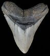 Megalodon Tooth - North Carolina #67298-1